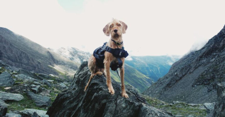 What New Hampshire Dog Owners Should Know Before Hiking Above Treeline