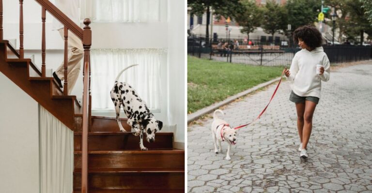 20 Questions New York Renters Should Answer Before Adopting A Large Dog Into A Small Apartment