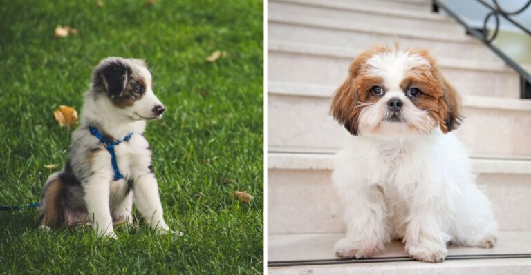 20 Puppy House-Training Workarounds New York Walk-Up Residents Need Without A Yard Or Elevator