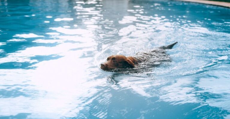 15 Arizona Pool Hazards Dog Owners Should Address Before Swim Season