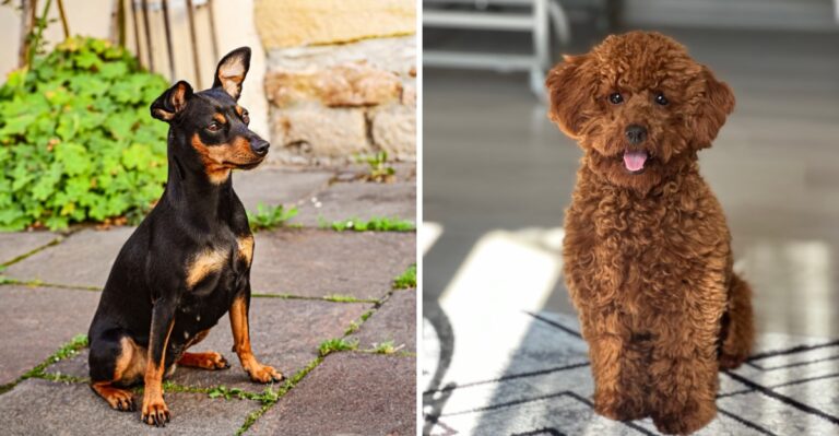 17 Apartment-Friendly Dog Breeds For Charleston, Columbia, And Greenville In South Carolina