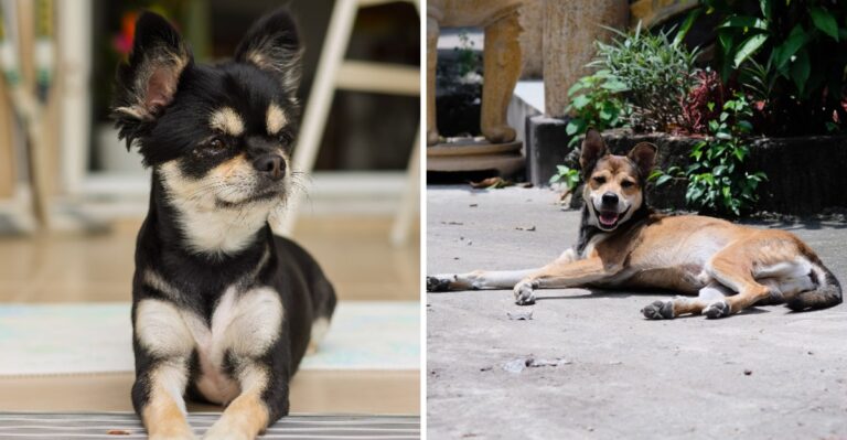 14 California Home Changes That Make Multi-Level Living Easier For An Aging Dog
