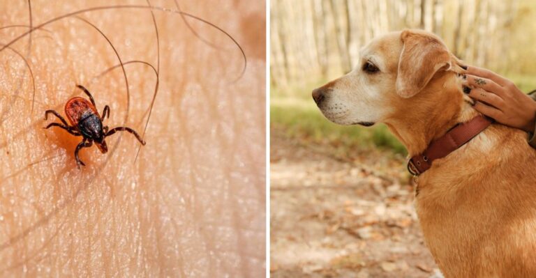 Why Tick Checks Matter After Missouri Ozark Hikes