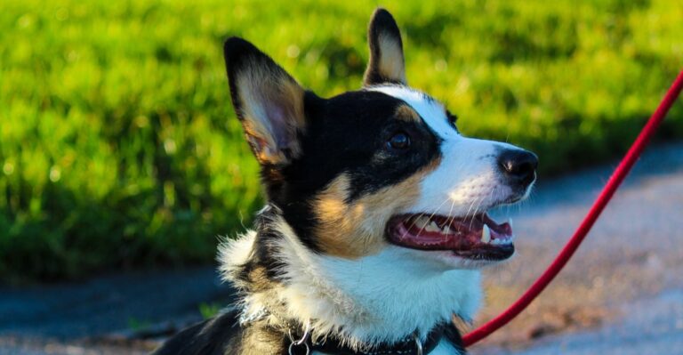 Ohio Dogs Moving Between City And Country Homes Need ID Records That Stay Current Through Storm Season
