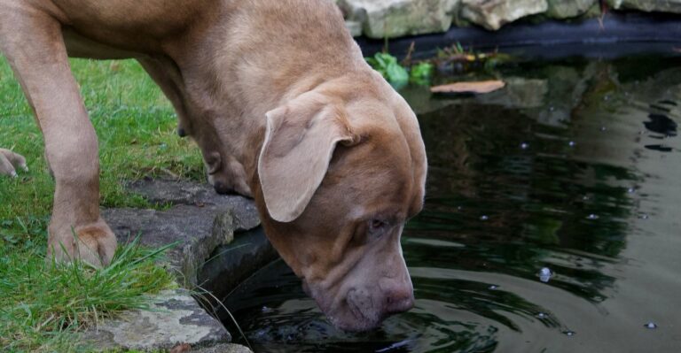 17 Georgia Backyard Pond And Drainage Hazards Dog Owners Often Miss
