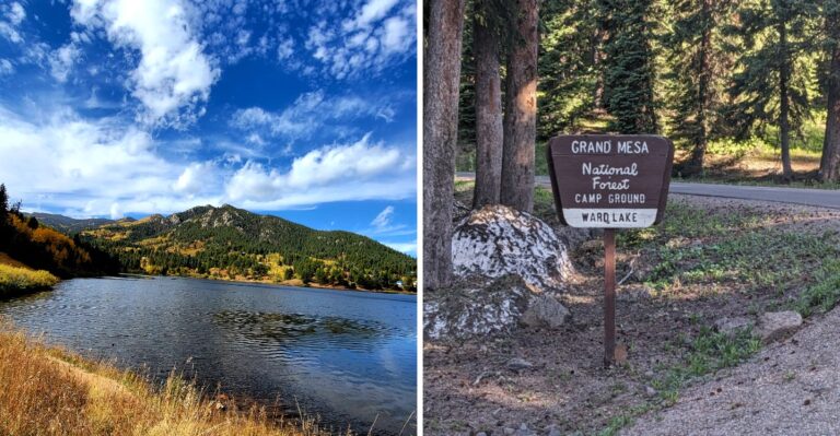 15 Colorado National Forest Picnic Areas With Dog-Friendly Paths Nearby