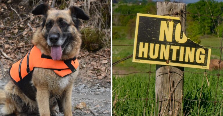 18 Hunting-Season Precautions For Dogs On South Carolina Public Lands