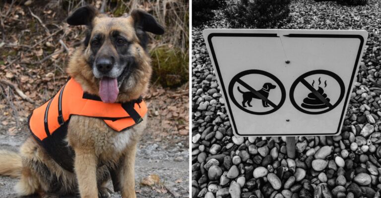 16 Things To Check Before Taking A Dog Into Pennsylvania State Game Lands