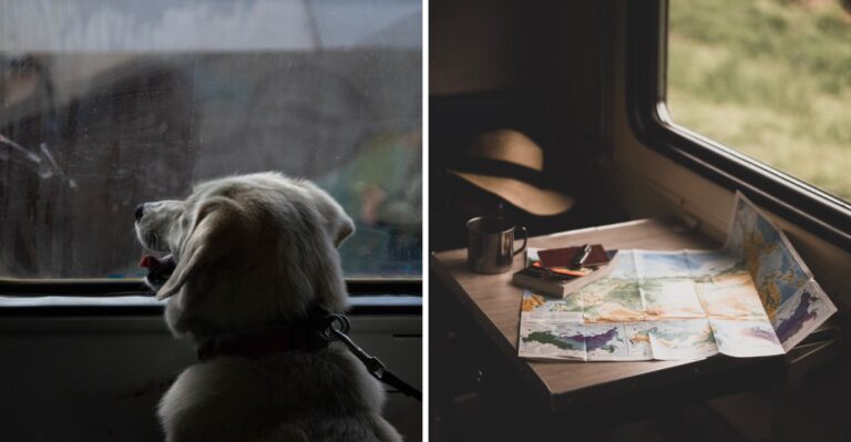 What Washington Dog Owners Should Know Before Taking A Dog On Amtrak Cascades