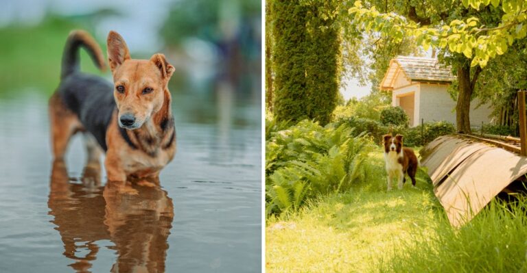 15 Tidewater Storm-Debris Hazards Virginia Dog Owners Should Clear From Yards