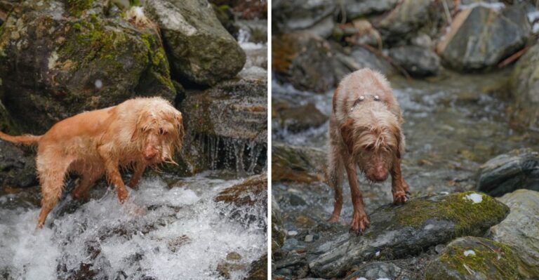 How Fast-Moving Mountain Streams Can Catch Water-Loving Dogs Off Guard In West Virginia