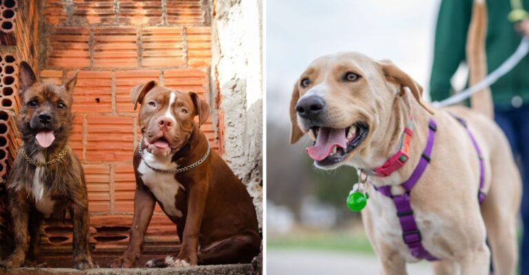 15 Questions Florida Condo Owners Should Answer Before Adopting A Large Dog