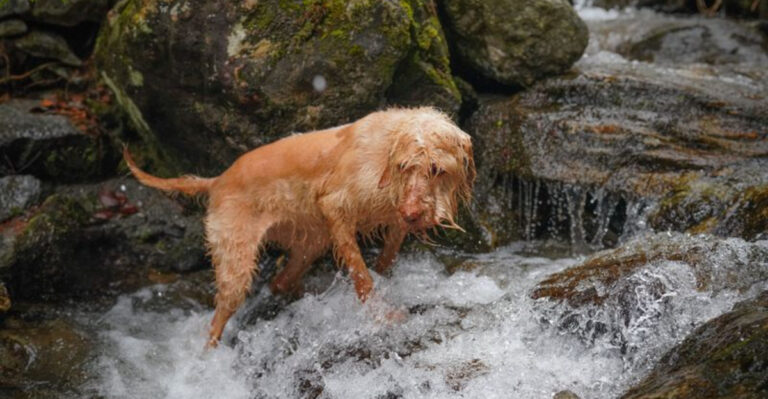 17 California Trail Hazards Dog Owners Should Know Before Hiking Season