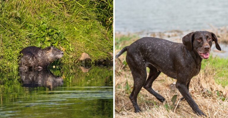 What Louisiana Dog Owners Should Know About Nutria Near Canals And Marshes