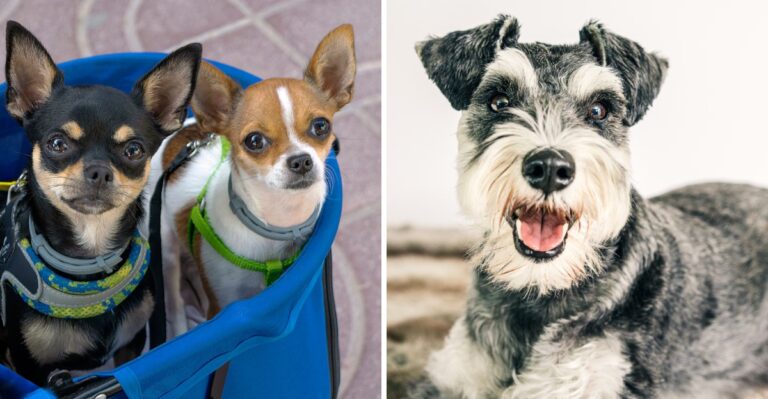 15 Apartment-Friendly Dog Breeds For Miami, Tampa, And Orlando In Florida