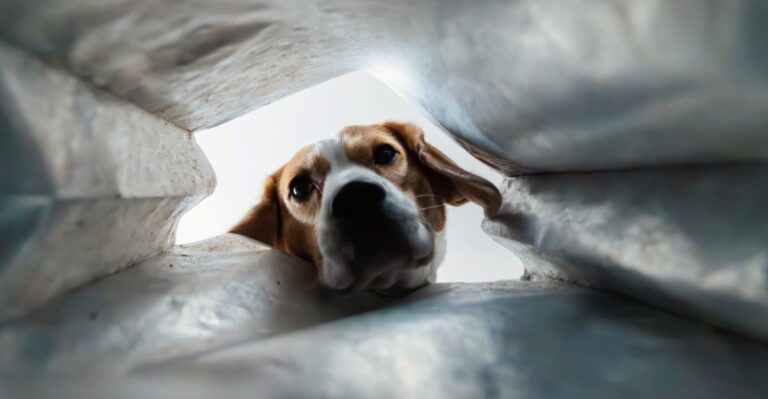16 Farm And Yard Chemicals Tennessee Dog Owners Should Store More Carefully