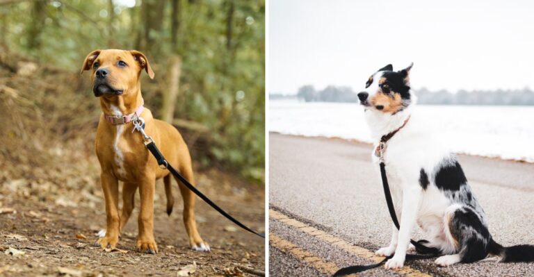 17 Questions To Ask Before Renting A Wisconsin Cabin With Your Dog
