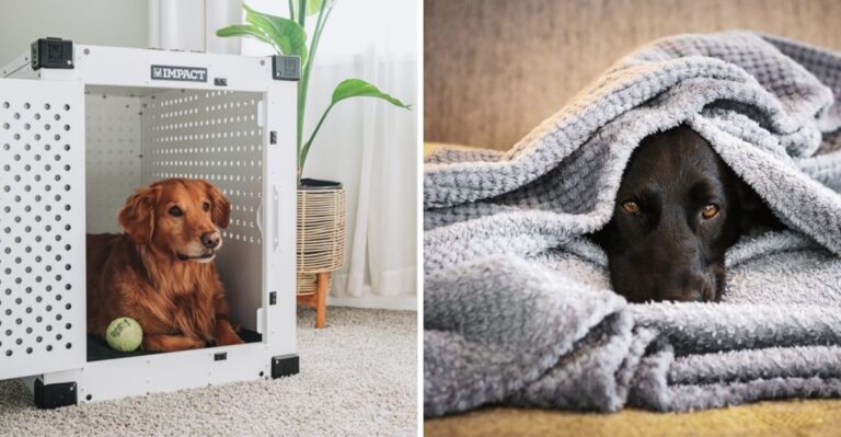 How Nebraska Tornado Season Changes Dog Emergency Planning