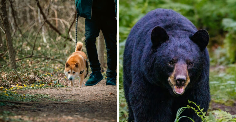 What To Do If Your Dog Runs Into A Black Bear In Virginia