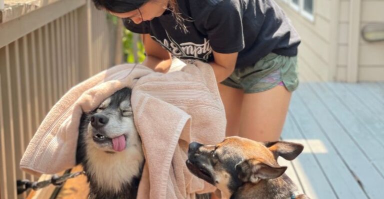 20 Ohio Grooming Problems Caused By Road Salt, Spring Mud, Pollen, And Humid Summers