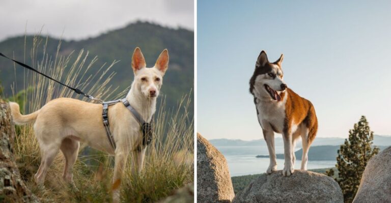 16 Things California Dog Owners Should Know Before Taking A Dog Into The Sierra Nevada