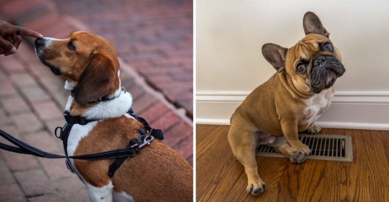 Rowhouse Living Can Create Dog Costs Pennsylvania Suburban Owners Never Think About