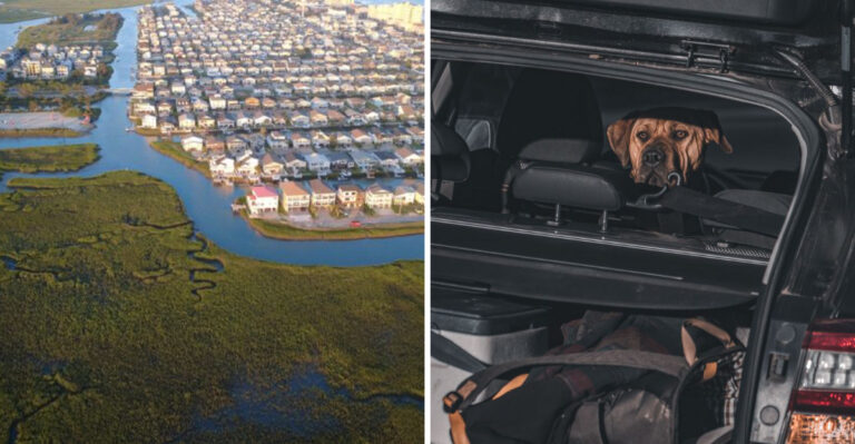 How Hurricane And Flooding Risks Change Dog Planning In Coastal Virginia