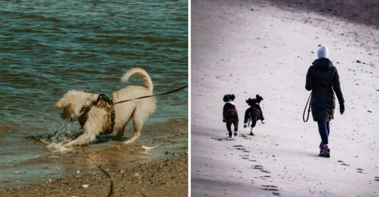 What Massachusetts Dog Owners Should Know About Seasonal Rules On Cape Cod Beaches