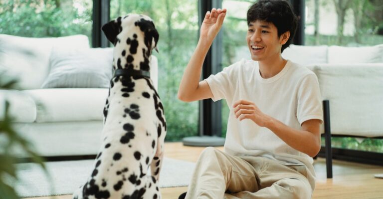 12 Calm-Indoor Skills Georgia Dogs Need For Stormy Summer Afternoons