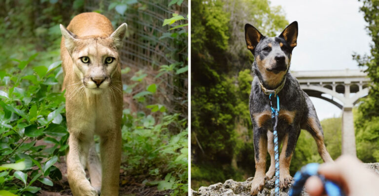 What To Do If Your Dog Encounters A Mountain Lion In Colorado