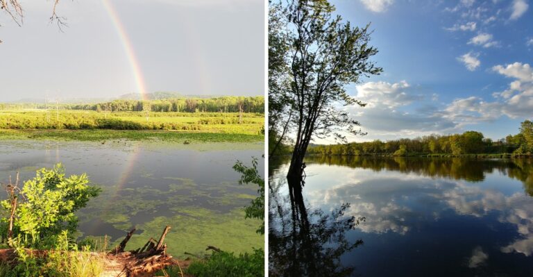 18 Wisconsin Prairie And Oak-Savanna Walks Open To Leashed Dogs