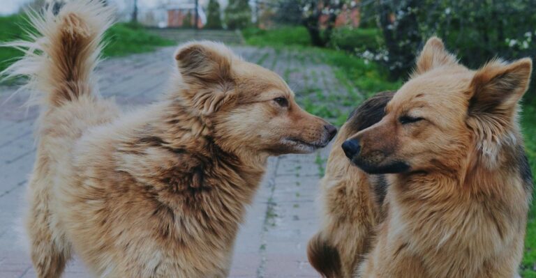 What Alabama Law Says When One Dog Injures Another