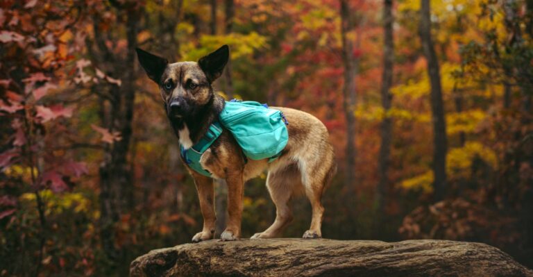 What Tennessee Dog Owners Should Know Before Entering Cherokee National Forest With A Dog