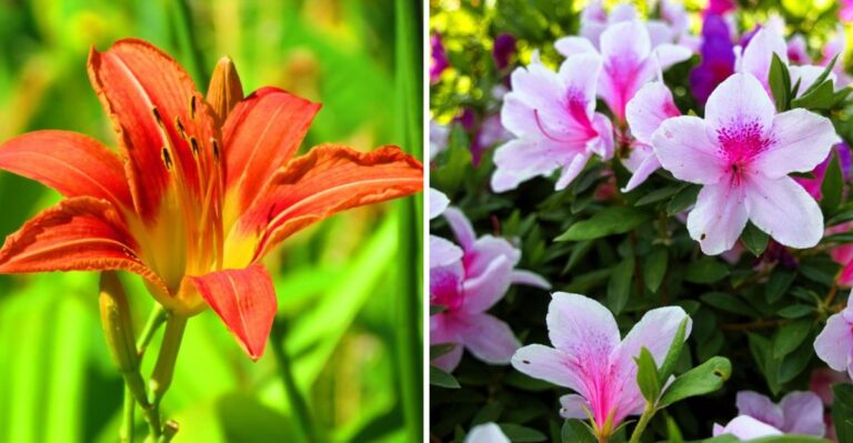 15 Florida Yard Plants And Palm Seeds Dog Owners Should Keep Out Of Reach