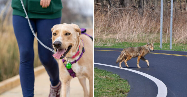 What To Do If A Coyote Appears During An Ohio Dog Walk