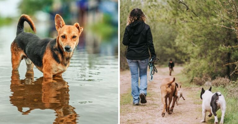 18 Everyday Texas Dog Routines That Change Between Gulf Coast Humidity, Hill Country Heat, And Panhandle Wind