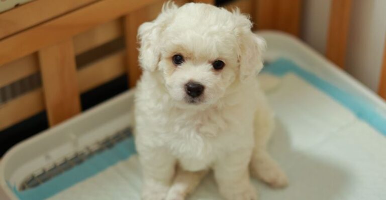 20 Puppy House-Training Problems Texas Owners Face When Summer Heat Shrinks Outdoor Time