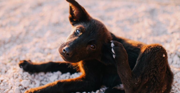 14 Texas Yard Pests Beyond Snakes That Can Harm Curious Dogs