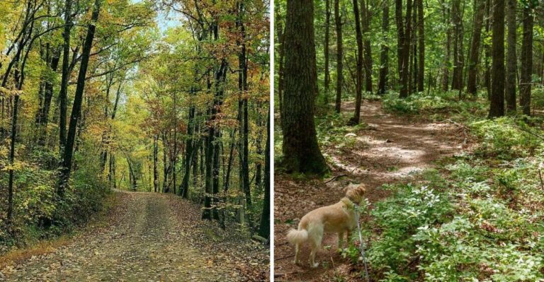 17 Things Arkansas Dog Owners Should Know Before Hiking In The Ozarks