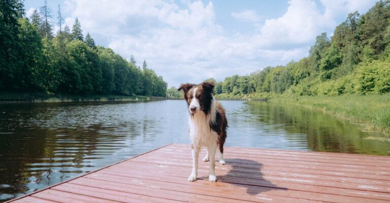 20 Questions To Ask Before Renting An Alabama Lake Cabin With Your Dog