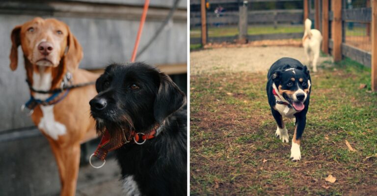 15 Skills North Carolina Suburban Dogs Need For Screened Porches, Shared Greenways, And Busy Neighborhoods