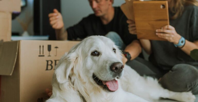 20 Questions Arizona Renters With Dogs Should Ask About Cooling, Shade, And Pet Rules