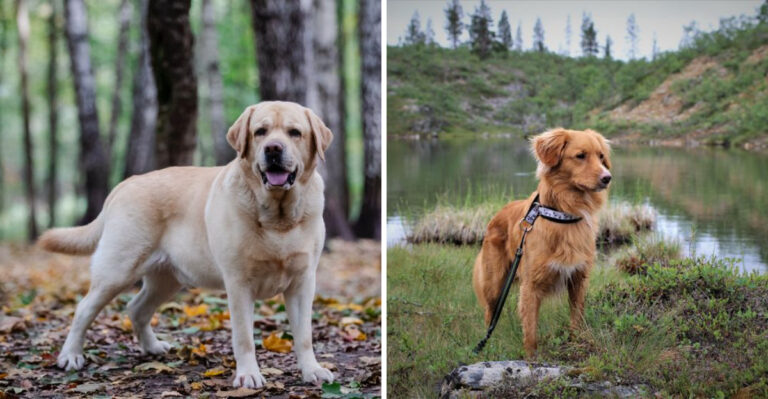 20 Dog Breeds Suited To Oregon’s Rainy, Trail-Heavy Lifestyle