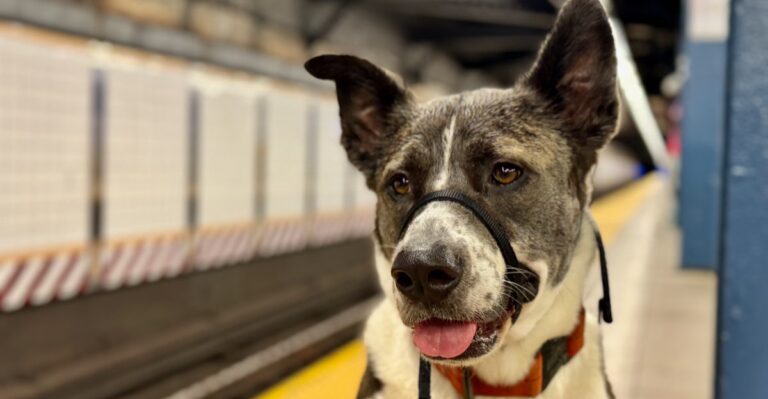 What Virginia Dog Owners Should Know Before Taking A Dog On VRE Or Local Transit