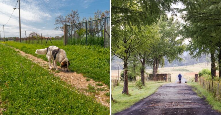 Moving From A Pennsylvania Rowhouse To Rural Acreage Changes These 15 Dog-Owner Habits