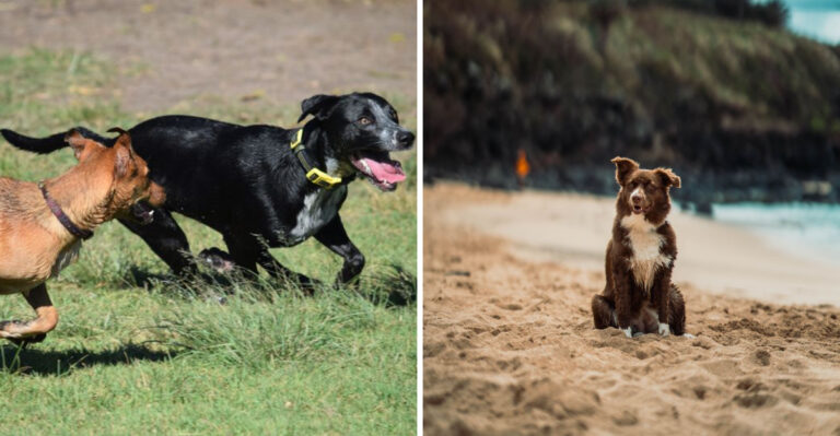 How To Plan Interisland Travel When You Own A Dog In Hawaii