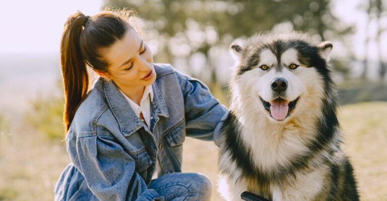 Why Arizona Dog Ownership Can Get More Expensive During Summer