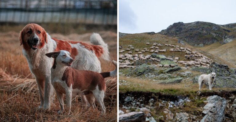 15 Livestock Guardian Dog Breeds For Working Farms In Upstate New York