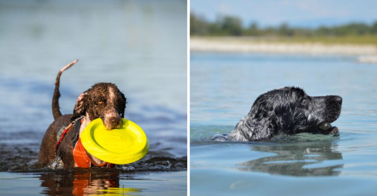 15 Water-Loving Dog Breeds For Maryland’s Chesapeake Lifestyle