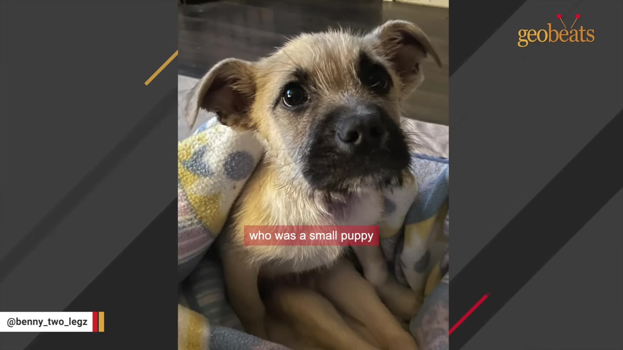 A close-up of a small tan puppy with dark eyes and a dark muzzle, wrapped in a colorful blanket.